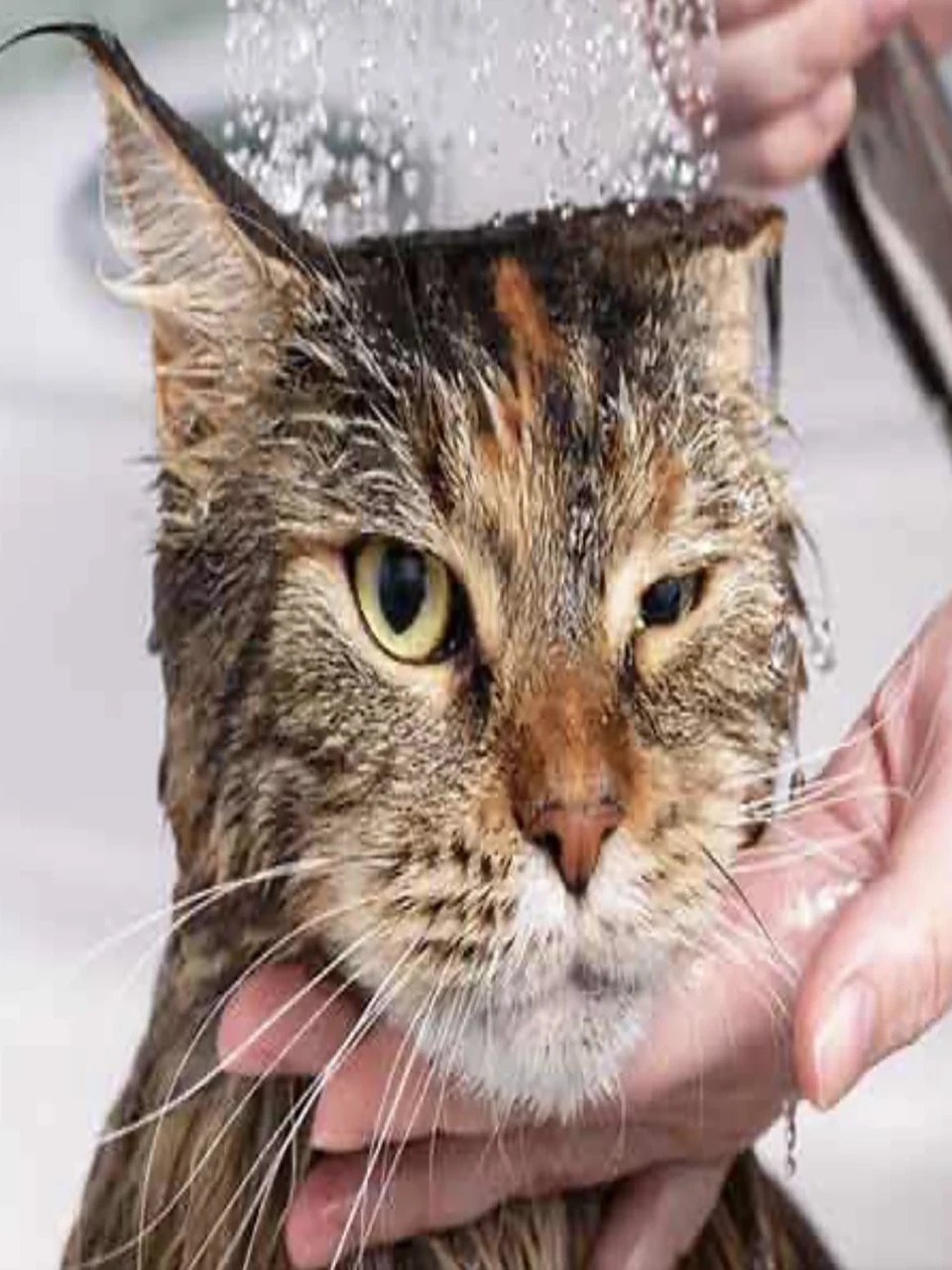 Cat Grooming Montreal