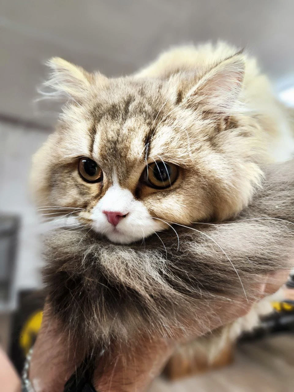 Cat Grooming Montreal