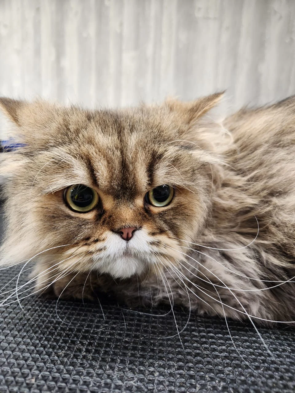 Cat Grooming Montreal