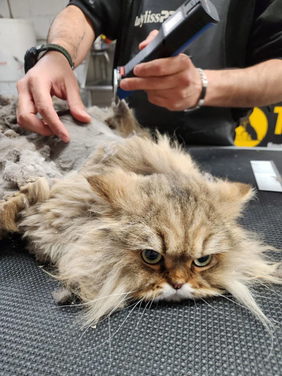 Cat Grooming Montreal