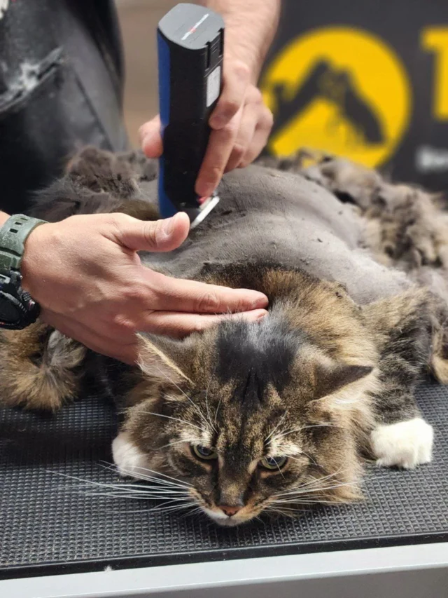 Cat Grooming Montreal