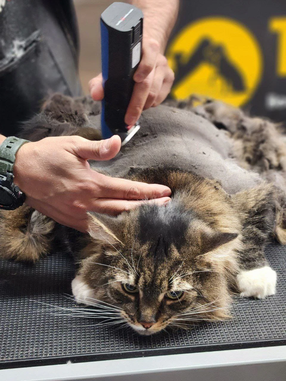 Cat Grooming Montreal