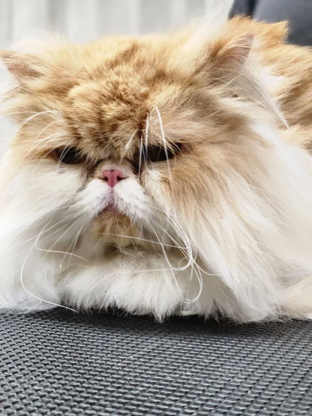 Cat Grooming Montreal