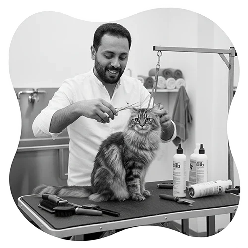 toilettage de chat toilettage de chat