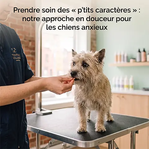 chiens anxieux